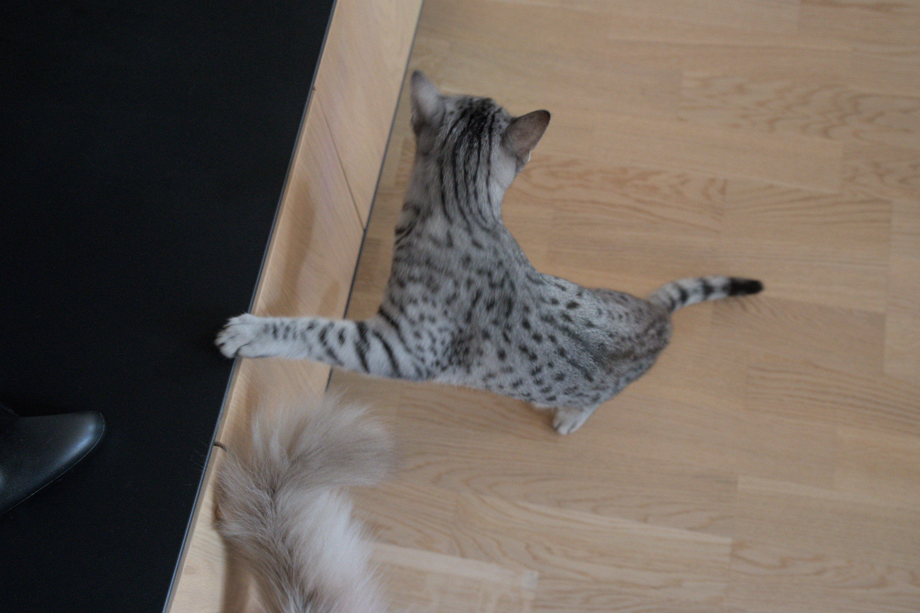 2025/10/12 - cats/DSC_0001.jpg